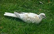 Turkadúgva / Leucistic Streptopelia decaocto