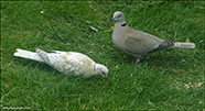 Turkadúgva / Leucistic Streptopelia decaocto