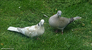 Turkadúgva / Leucistic Streptopelia decaocto