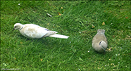 Turkadúgva / Leucistic Streptopelia decaocto