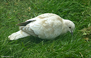 Turkadgva / Leucistic Streptopelia decaocto