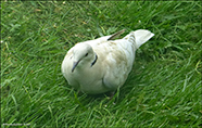 Turkadgva / Leucistic Streptopelia decaocto