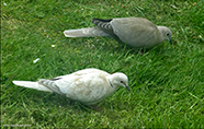 Turkadgva / Leucistic Streptopelia decaocto