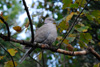 Turkadgva / Streptopelia decaocto