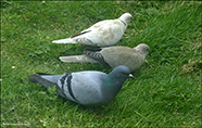 Turkadgva / Leucistic Streptopelia decaocto