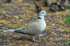 Turkadgva / Streptopelia decaocto