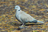 Turkadgva / Streptopelia decaocto