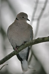 Turkadúgva / Streptopelia decaocto