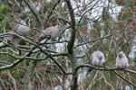 Turkadgva / Streptopelia decaocto