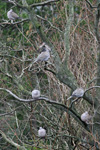 Turkadgva / Streptopelia decaocto