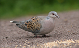 Turtildgva / Streptopelia turtur