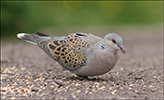 Turtildgva / Streptopelia turtur