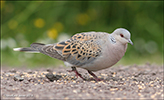 Turtildúgva / Streptopelia turtur