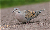 Turtildgva / Streptopelia turtur