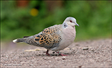 Turtildgva / Streptopelia turtur