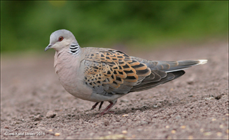 Turtildúgva / Streptopelia turtur