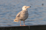 Valmsi / Larus hyperboreus