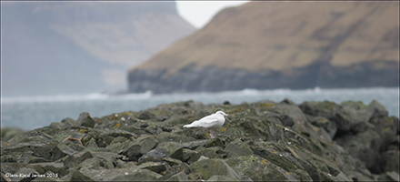 Valmsi / Larus hyperboreus