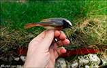 Velreyi / Phoenicurus phoenicurus (Linnaeus, 1758)