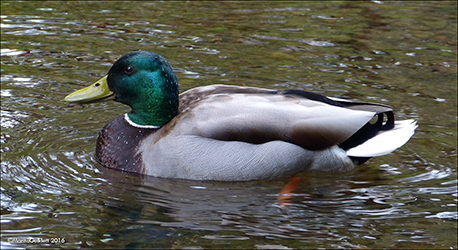 Villdunnusteggi / Anas platyrhynchos ♂ 