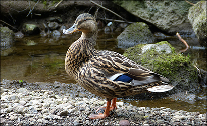 Villdunna / Anas platyrhynchos ♀