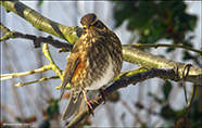 inshani / Turdus iliacus coburni