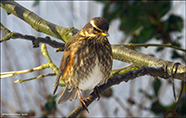 inshani / Turdus iliacus coburni