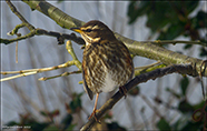 inshani / Turdus iliacus coburni