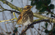 Óðinshani / Turdus iliacus coburni