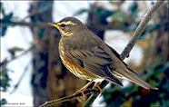 Óðinshani / Turdus iliacus coburni