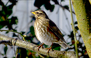 inshani / Turdus iliacus coburni