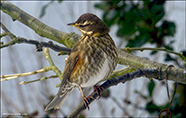 inshani / Turdus iliacus coburni