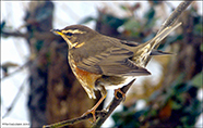 inshani / Turdus iliacus coburni