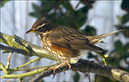 inshani / Turdus iliacus coburni