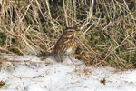 inshani / Turdus iliacus coburni