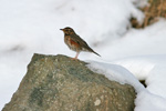 inshani / Turdus iliacus coburni