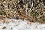 inshani / Turdus iliacus coburni