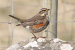 Óðinshani / Turdus iliacus coburni