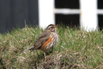 inshani / Turdus iliacus coburni