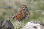 Óðinshani / Turdus iliacus coburni