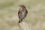 Óðinshani / Turdus iliacus coburni