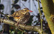 Óðinshani / Turdus iliacus coburni