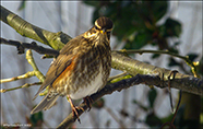 inshani / Turdus iliacus coburni