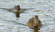 Anas Carolinensis