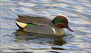 Anas Carolinensis