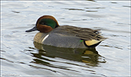 Anas Carolinensis