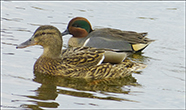 Anas Carolinensis