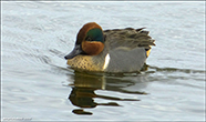 Anas Carolinensis