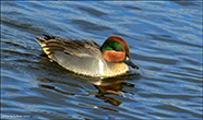Anas Carolinensis