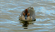 Anas Carolinensis